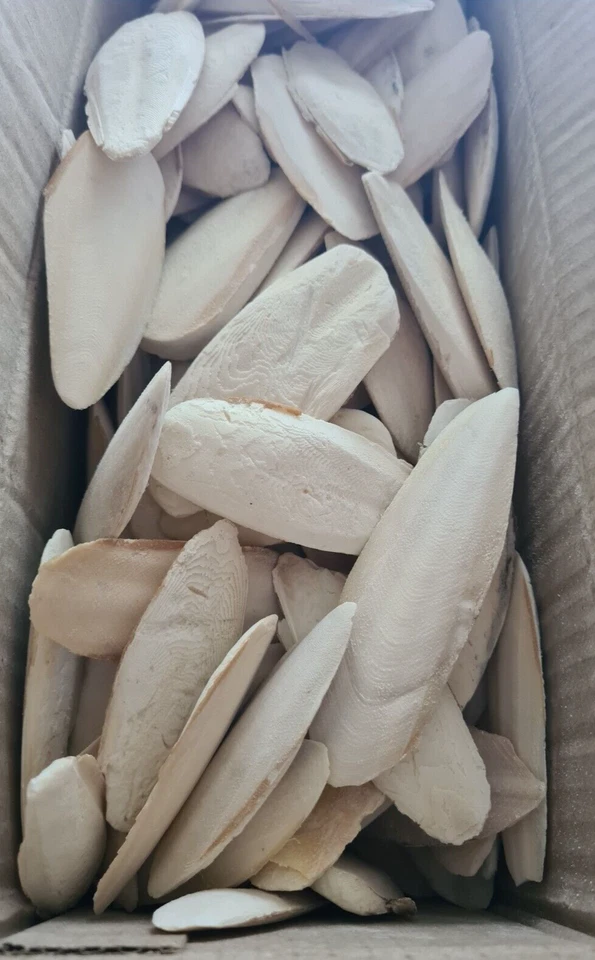 Sepiaschalen klein 250g ca. 6-10cm Sepia Pickstein Futter Vögel & Reptilien TOP - Bild 1 von 1