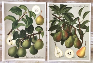 Cromolitografie tedesche vintage stampe botaniche libro pere decorazione per inquadratura - Foto 1 di 5