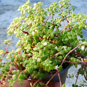 Crassula Browniana 9cm pot (with pot) Tree like Flowering Succulent - Picture 1 of 5