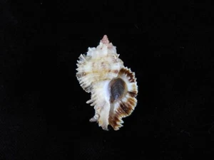 Sea Shell Chicomurex laciniatus 37,7 mm ID#8977 - Imagen 1 de 3