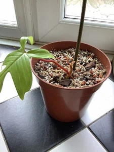 Philodendron Florida Beauty Green (PFBG3) Healthy large leafed plant. - Picture 1 of 3