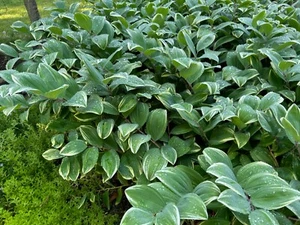 (5) Solomon’s Seal - 16in+ Established Perennial Flowering Live Plant 🌱🦭 - Picture 1 of 11