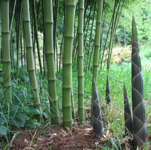50 Solid Stem Bamboo Seeds Privacy Plant Garden Clumping Shade Screen US SELLER - Picture 1 of 24