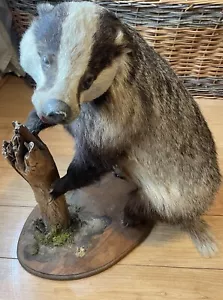 More details for taxidermy badger