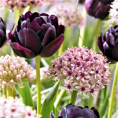 Easy to Grow Allium & Tulip Beauty & Sparkle Blend Plant Bulbs 2 Packs Zones 4-8 - Image 1 of 3