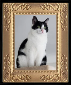 Miniatura casa delle bambole gatto occhi verdi nero n bianco immagine d'arte 8195 - Foto 1 di 1