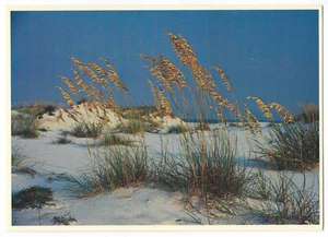 Postal Sea Oats Florida Islas del Golfo National Seashore FL - Imagen 1 de 2