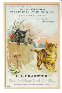 trade card, Dr. Spenser's REGINA DEL DOLORE, New Bedford, Mass. S6D-TC-4525 - Foto 1 di 2