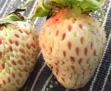20 White Strawberry Plant Seeds Pineberry 