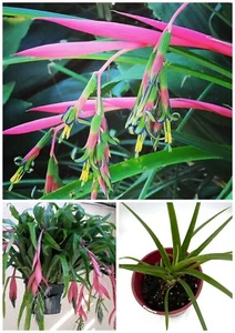 Bromeliad Queen’s Tears plant- 1 Pot ~Billbegia~Grow all Season-Flower in Spring - Picture 1 of 12