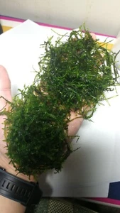 willow moss and mini Christma moss, live aquarium plant, TWO bags, cherry shrimp - Picture 1 of 2