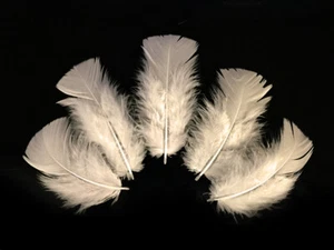 1/4 Lb. Ivory Turkey T-Base Wholesale Flat Feathers Bulk Mardi Gras Wedding - Picture 1 of 9