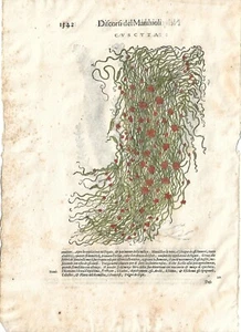 Stampa antica MATTIOLI MATTHIOLI erbario CUSCUTA 1604 Antique print - Foto 1 di 1