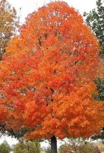 10 Pcs Sugar Maple Tree Seeds/P060/Acer saccharum/ Beautiful Decidious Tree - Picture 1 of 1