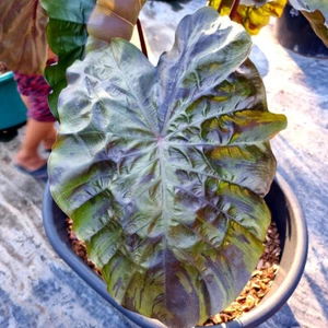 Colocasia Live Bulb Winter Soldier New Hybrid Free Phytosanitary Certificate - Bild 1 von 16