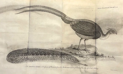 Antique Engraving 1700s Pheasant and Feather Zoological Illustration Fold Out - Image 1 of 4