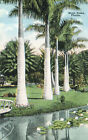 Royal Palms Florida Lily Pads Postcard C1915