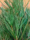 Fresh Eastern White Pine Needles 6"x9" Bag Cooking Teas Tinctures Free Shipping
