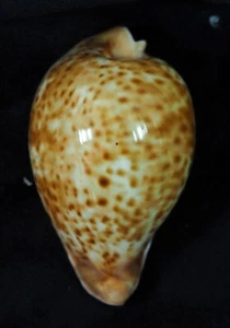 cypraea hesitata dark psotted - Picture 1 of 2
