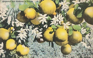 Pomelos y flores en Florida, cítricos, postal vintage - Imagen 1 de 2