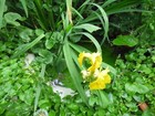 1 WATER FLAG  IRIS TUBOR- POND MARGINAL - HARDY- YELLOW FLOWERS