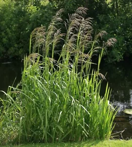 3 x Reed Sweet Grass Glyceria maxima LIVE Plant Aquatic Pond Lake Marginal Bog - Picture 1 of 3