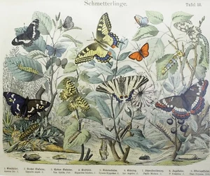 1890 BUTTERFLIES - Chromolithograph engraving w/passepartout (02372) - Picture 1 of 2