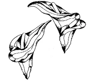 Suministros de vidrieras - racimo de biseles de lirio calla - Imagen 1 de 1