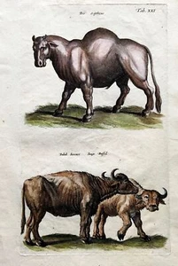 1657 BUFFALO Bison Bos Bull - Mammal - Matt. MERIAN Folio Handcolored Engraving - Picture 1 of 4
