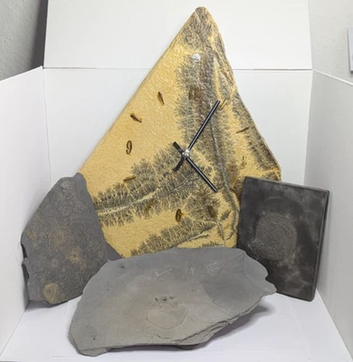 Konvolut Fisch Dendriten Ammoniten Fossilien große gerahmte Achatplatte Sammlung - Bild 1 von 4