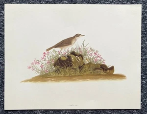 PRARIE TITLARK Engraving AUDUBON'S BIRDS OF AMERICA Vintage PRINT - Bild 1 von 13