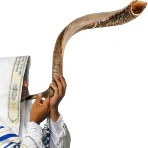 Shofar Kudu Horn Instrument XL 35"-37" Natural From Israel Half Polished/Natural - Picture 1 of 8