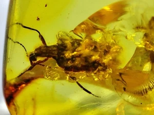 Fossil amber Insect Burmese burmite Cretaceous insect Myanmar - Picture 1 of 3