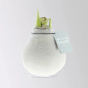 Amaryllis in Wachs, Dekor 'Frozen Mix', Farbe zufällig, Blüte weiß - Bild 1 von 7
