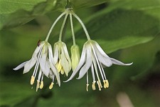 10 HOOKERS FAIRYBELLS Drops of Gold Prosartes Disporum Hookeri Flower Seeds