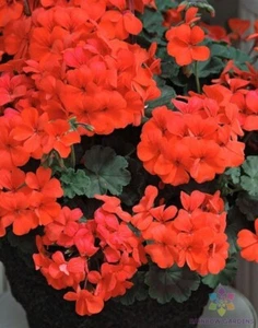 25+ Caliente Orange Geranium Seeds for Garden Planting - USA - FREE SHIPPING! - Picture 1 of 1