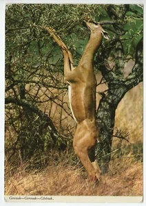 Cartolina epoca. John Hinde Africa postcard. N.V. - Picture 1 of 3