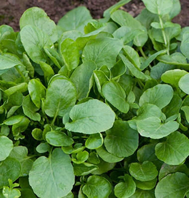 Organic  Upland Cress Seeds Early Cress Creasy Greens Xà Lách Son , 2025 season - Image 1 of 1