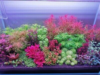 Live Aquarium Plants 28 Stems Live Aquarium Plants PackAge! Gorgeous!!! • 28$