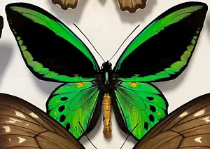 Ornithoptera priamus priamus f. ? leicht blaugrün male from Ceram Island (2006) - Bild 1 von 1
