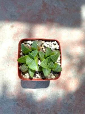 Haworthia Retusa | Live Succulent | 2" Pot | 2.5" Pot - Image 1 of 4