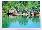 Postcard - Hippopotamus - South Africa - Artco No. 719 - (Aa1-2)