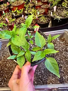 Free Ship- Live Pepper Seedlings Assortment! - Picture 1 of 3