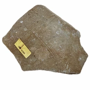 Santa Margarita Schiffswrack Keramik Mel Fisher Artefakt, 1622 spanischer XL Abschnitt - Bild 1 von 6