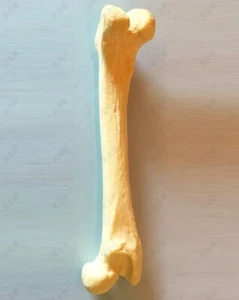 RS Canine COSCIA modello anatomico anatomia veterinaria cane DISPLAY EDUCAZIONE ROBUSTA - Foto 1 di 1