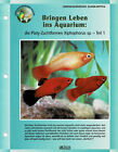 Die Platy-Zuchtformen Xiphophorus Sp. / Aquariuminfokarte