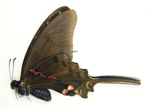 Unmounted Butterfly/Papilionidae - Eurytides philolaus philolaus f. niger, A1/A- - Imagen 1 de 1