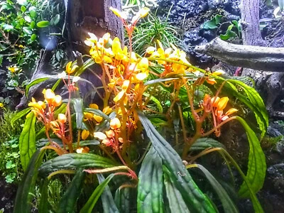 Amazing African Begonia - Begonia montis-elephantis - Image 1 of 4