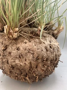 Calibanus hookeri Rare Plant Diametro 22 Cm Foglie Lunghe Sottili Caudex - Imagen 1 de 6