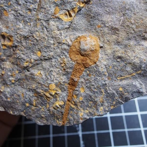 0.5kg Echinoderma Dendrocystites sp. Fossil Morocco Ordovician - Picture 1 of 12